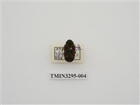 藏品(黑斑陷紋金龜)的圖片